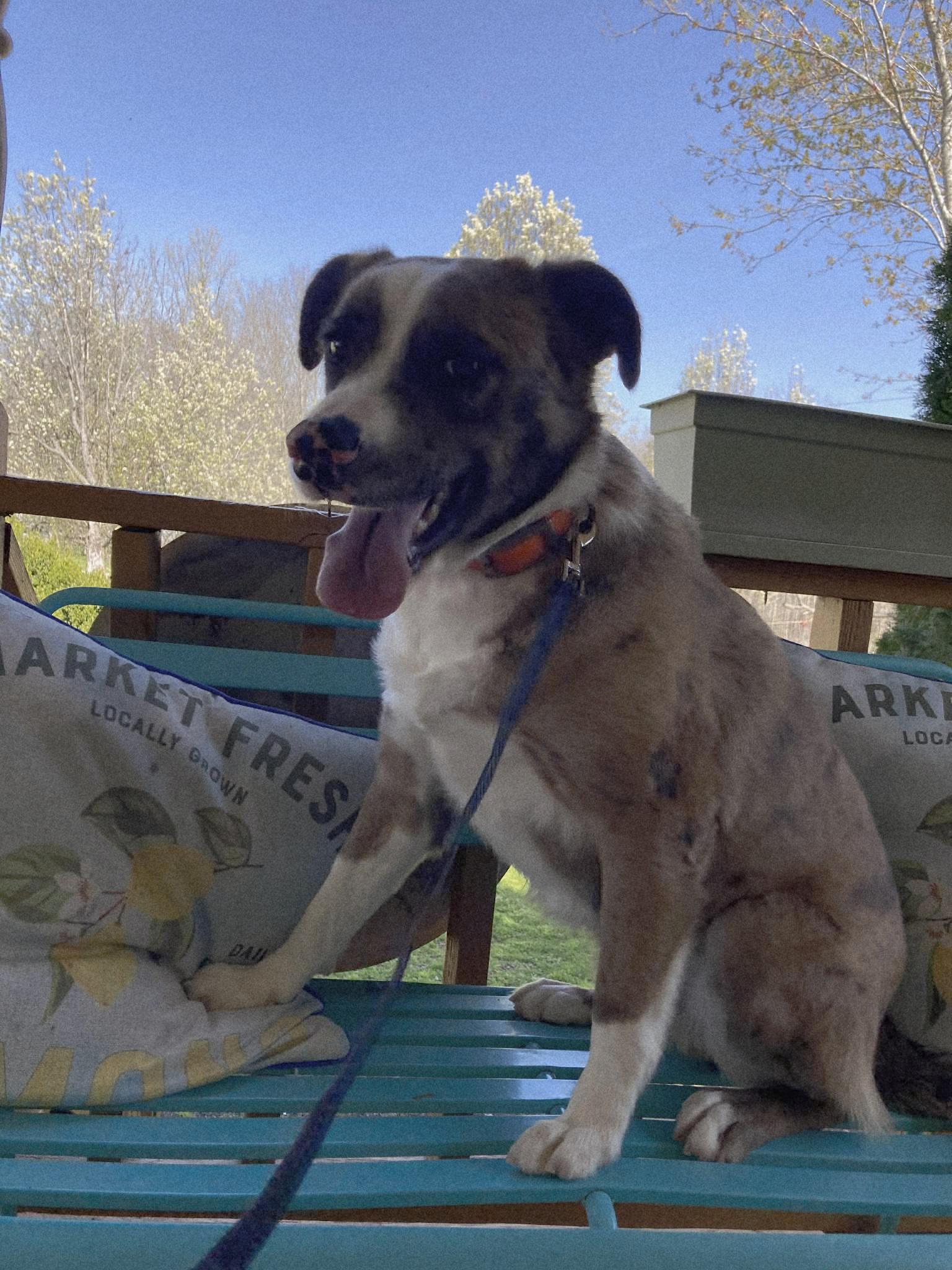 WILLIE WONKA, a ADOPTABLE mixed breed in Jackson, TN image 2/6