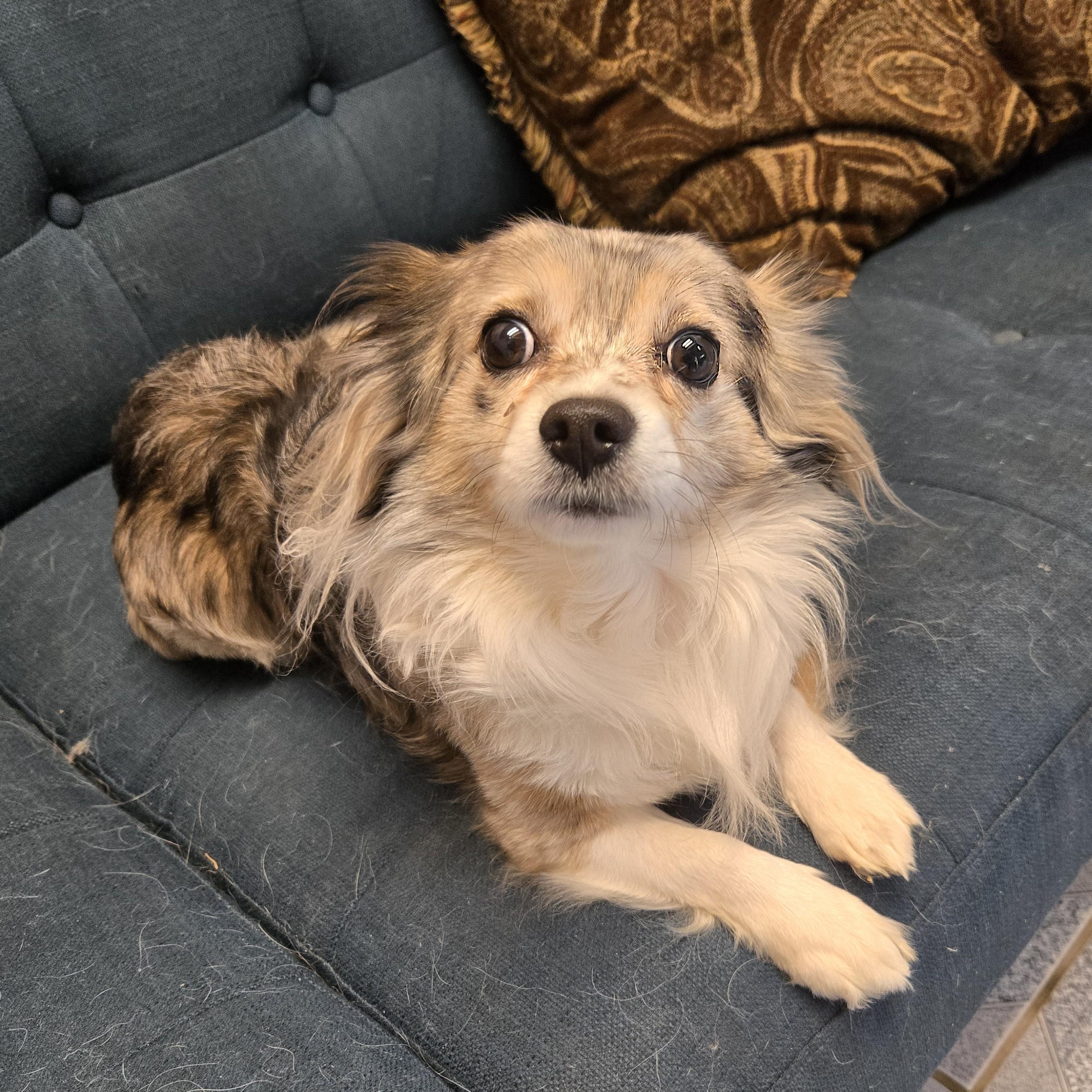 Enlarge Cri-Kee, an adopted mixed breed in Normal, IL image 5/6