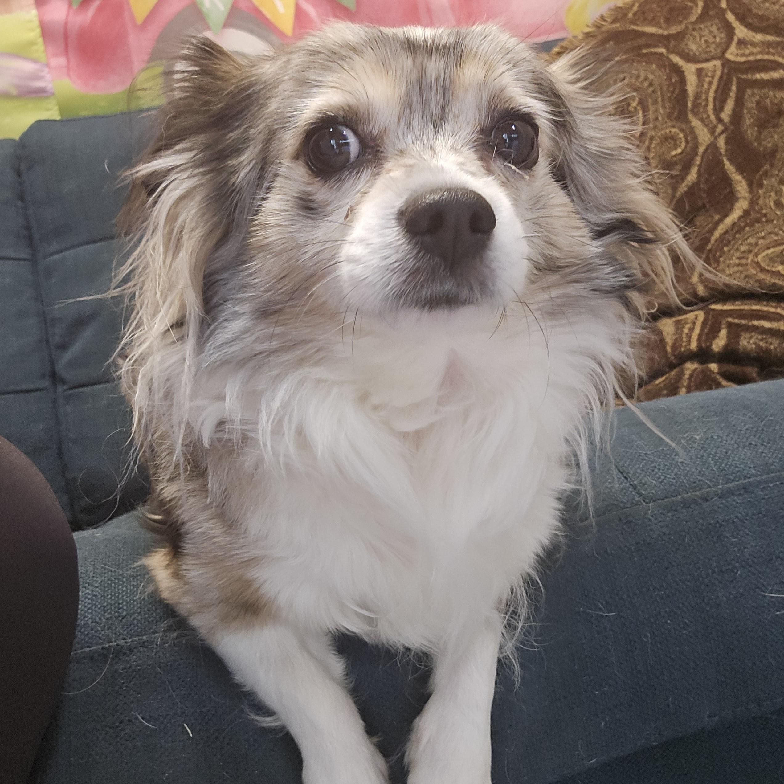 Enlarge Cri-Kee, an adopted mixed breed in Normal, IL image 4/6