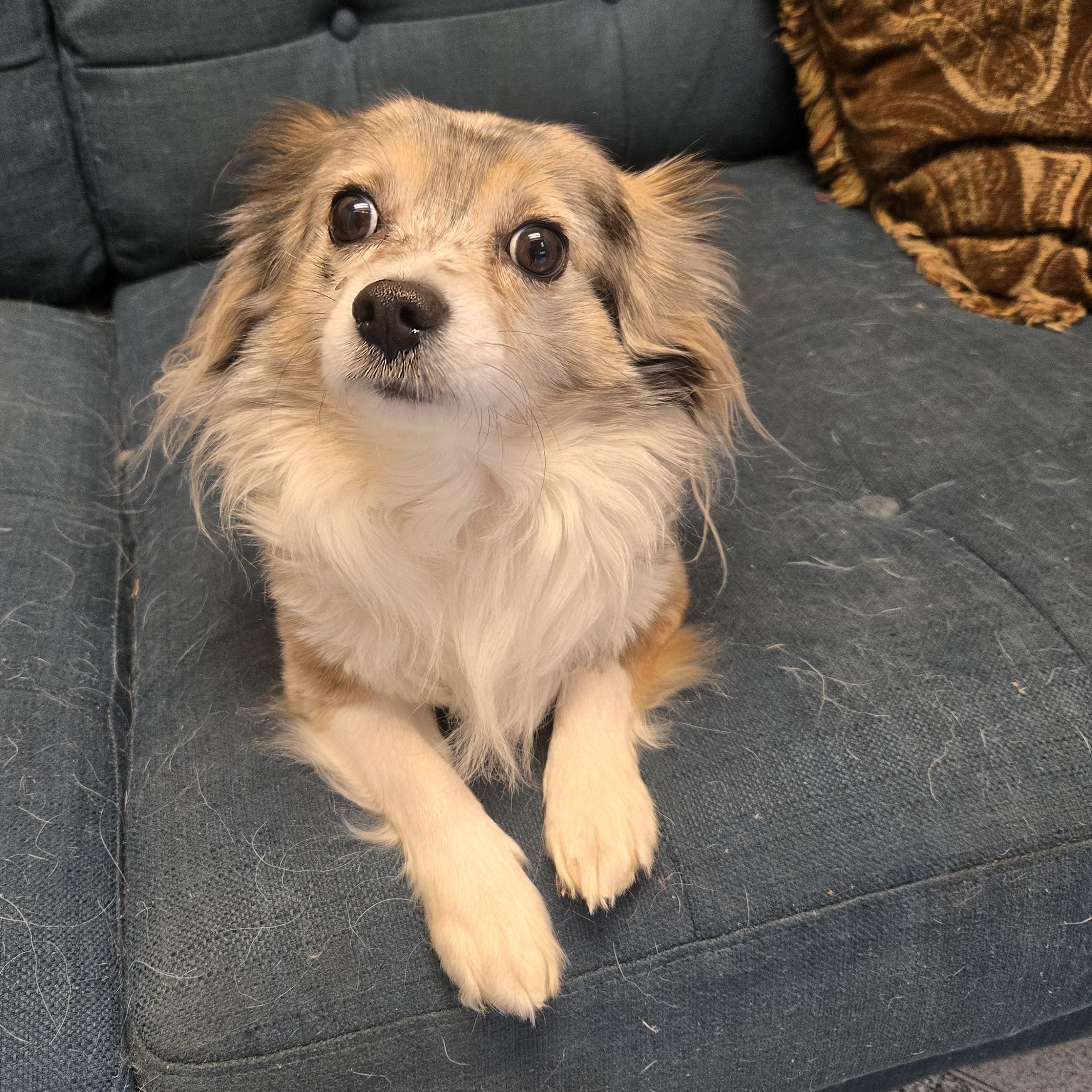 Enlarge Cri-Kee, an adopted mixed breed in Normal, IL image 6/6