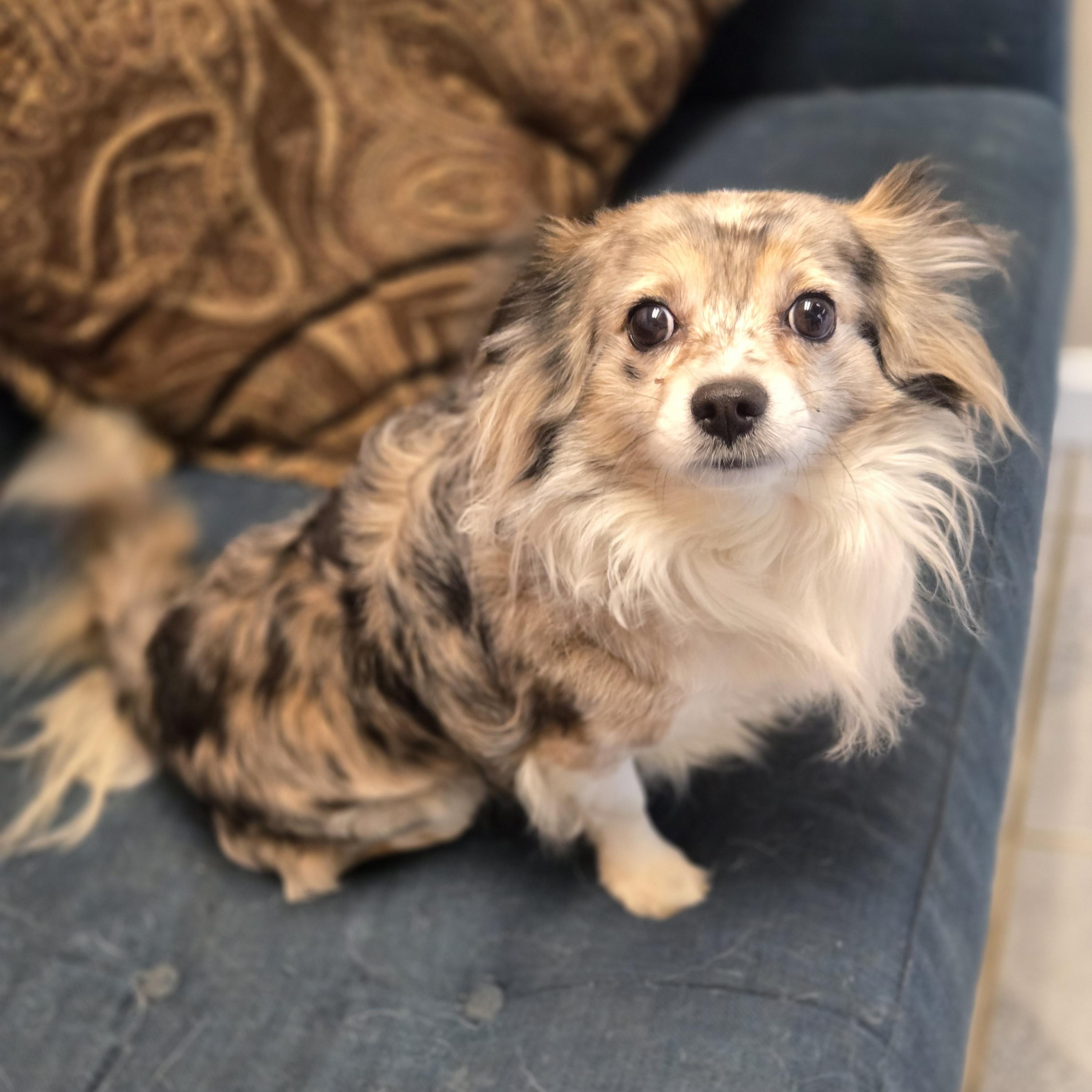 Enlarge Cri-Kee, an adopted mixed breed in Normal, IL image 3/6