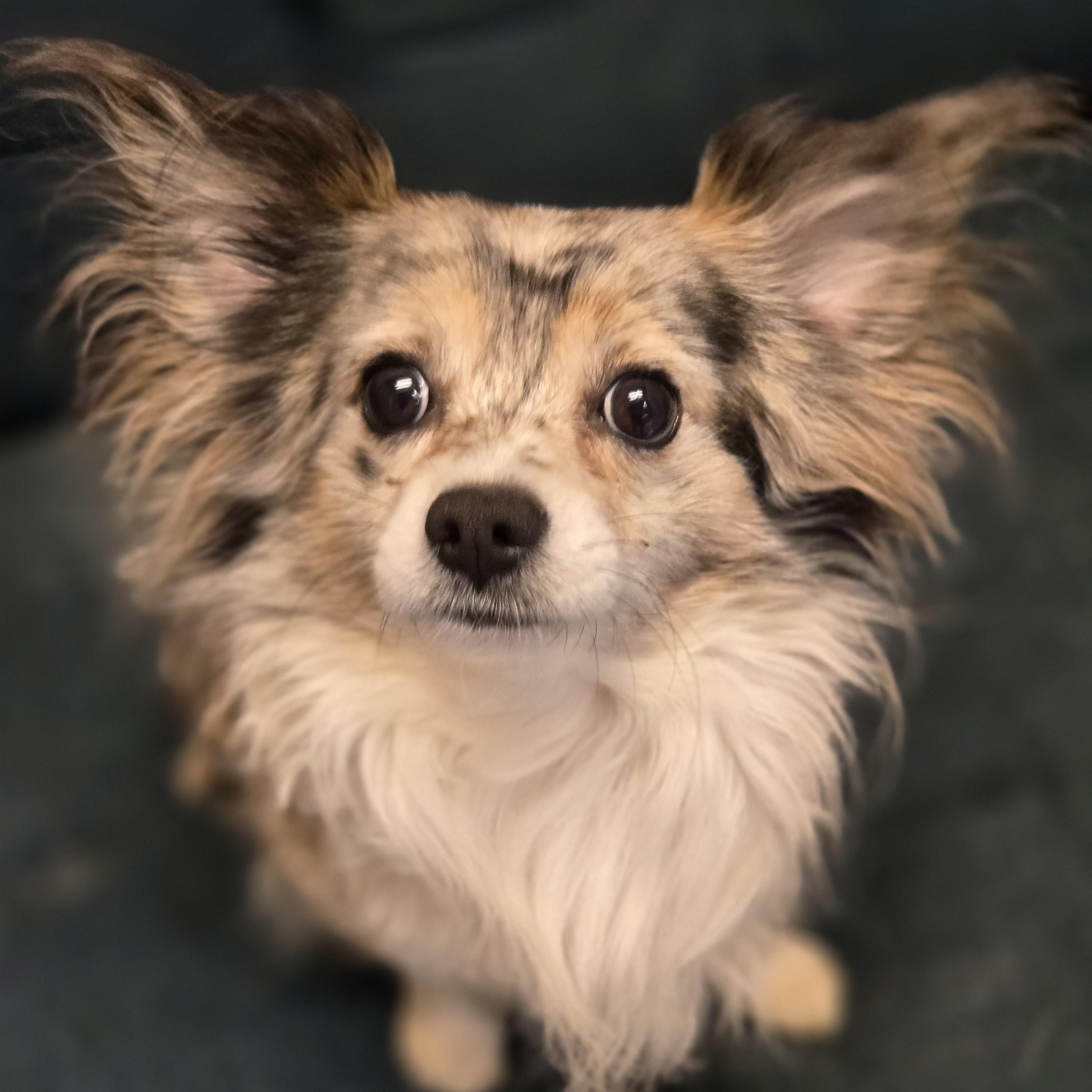 Cri-Kee, adopted, Adult Male Pomeranian.