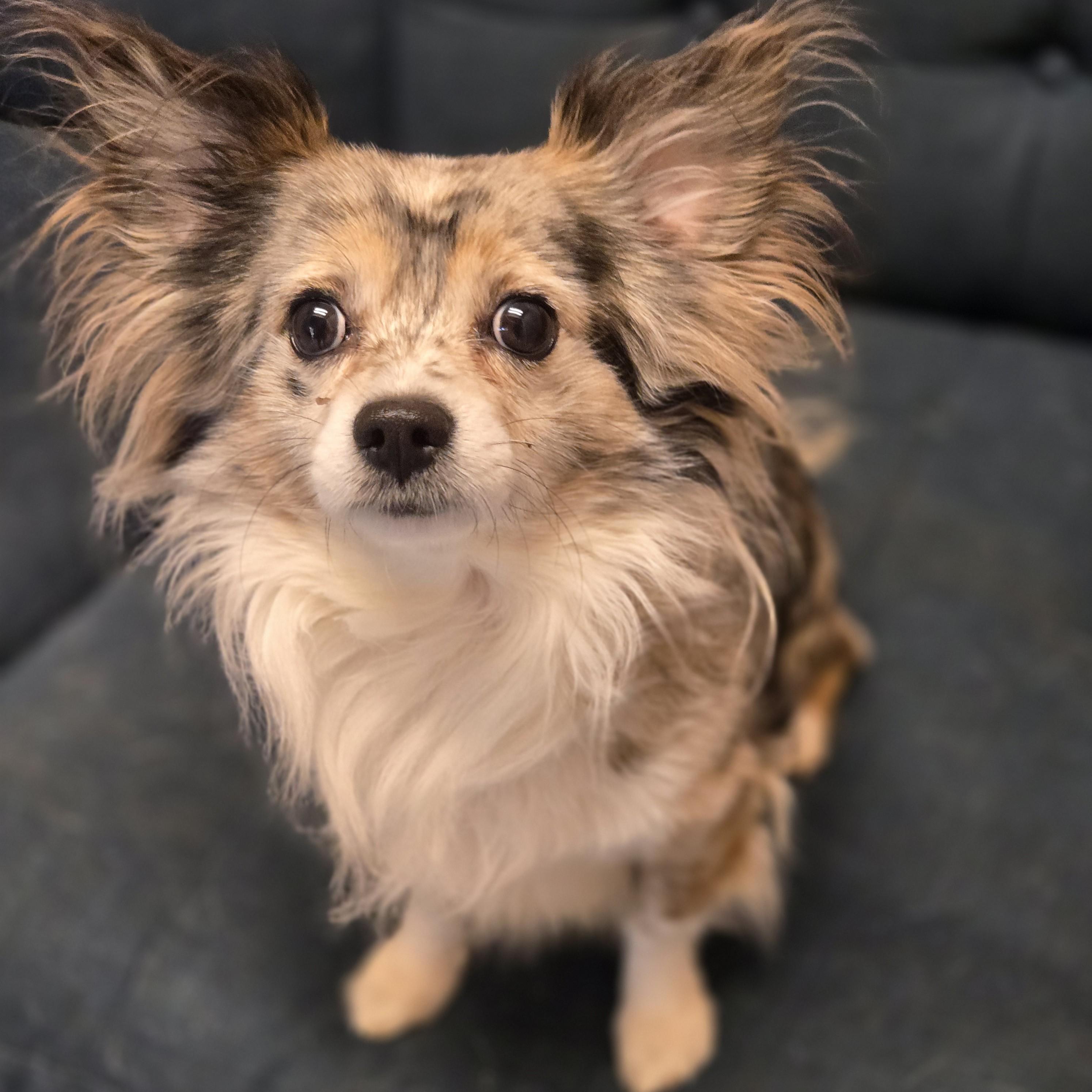 Enlarge Cri-Kee, an adopted mixed breed in Normal, IL image 2/6