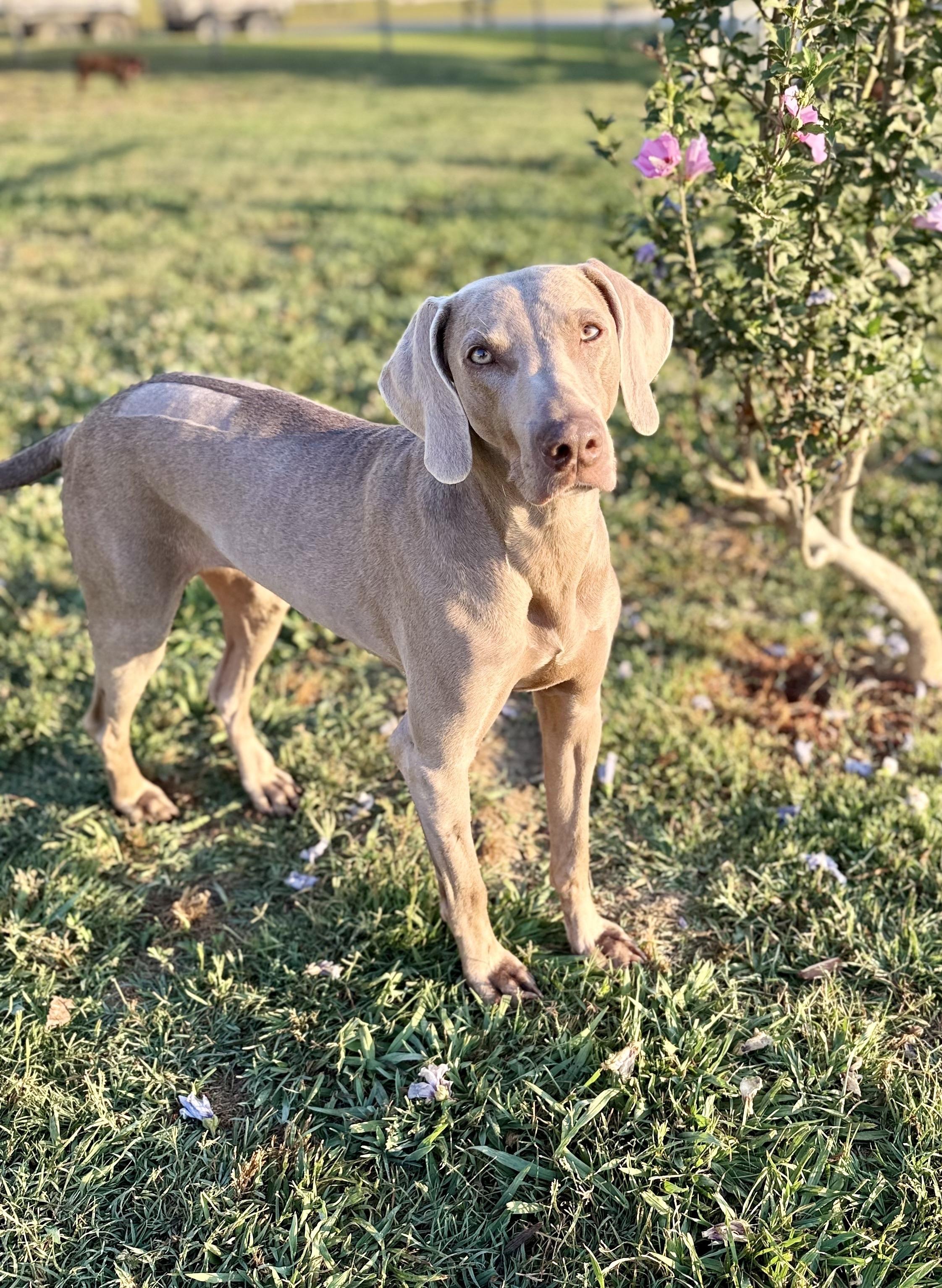 Jolene 0526, Adoptable, Adult Female Weimaraner.