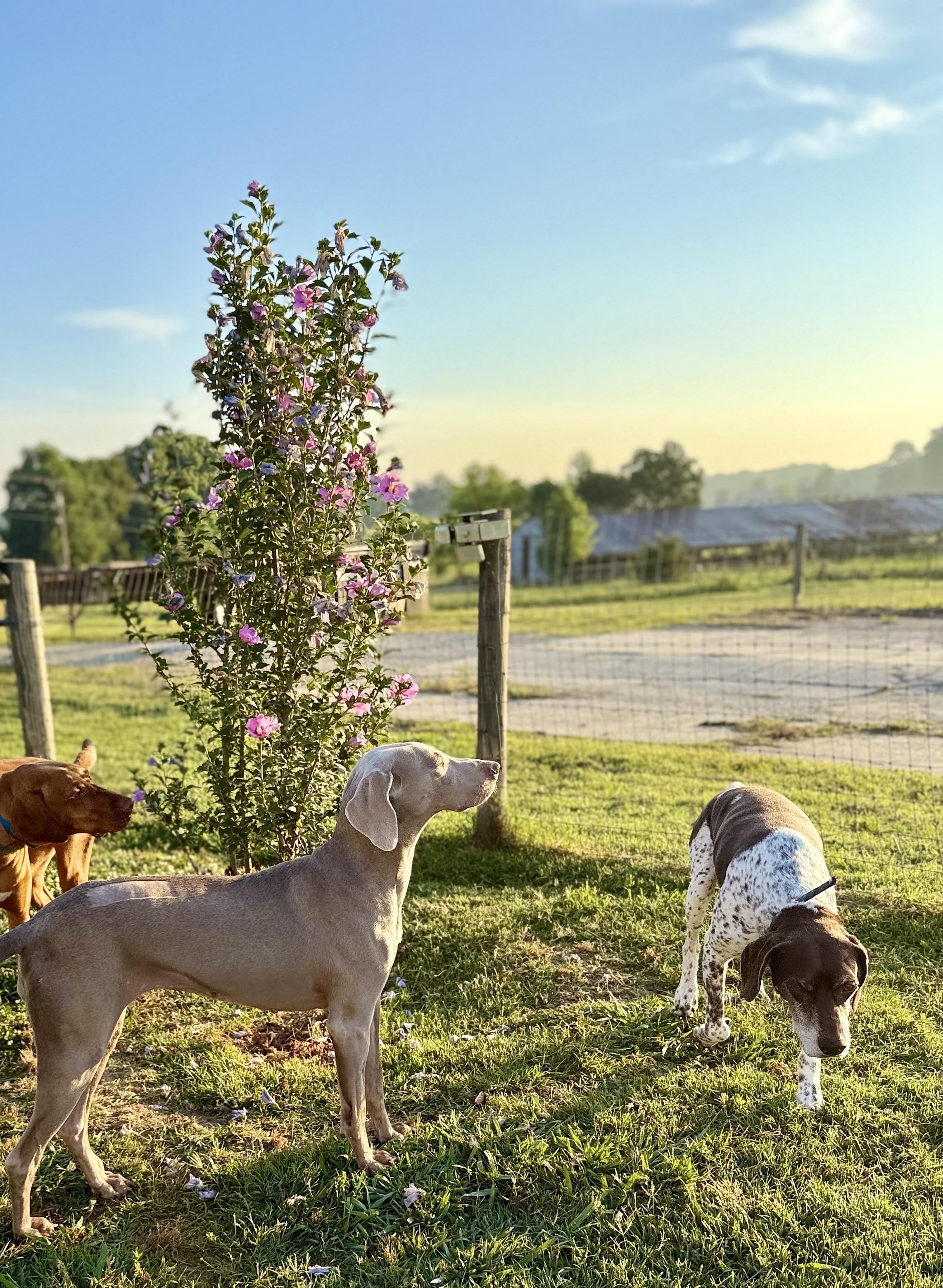 Enlarge Jolene 0526, a Adoptable Weimaraner in Monroe, NC image 2/3
