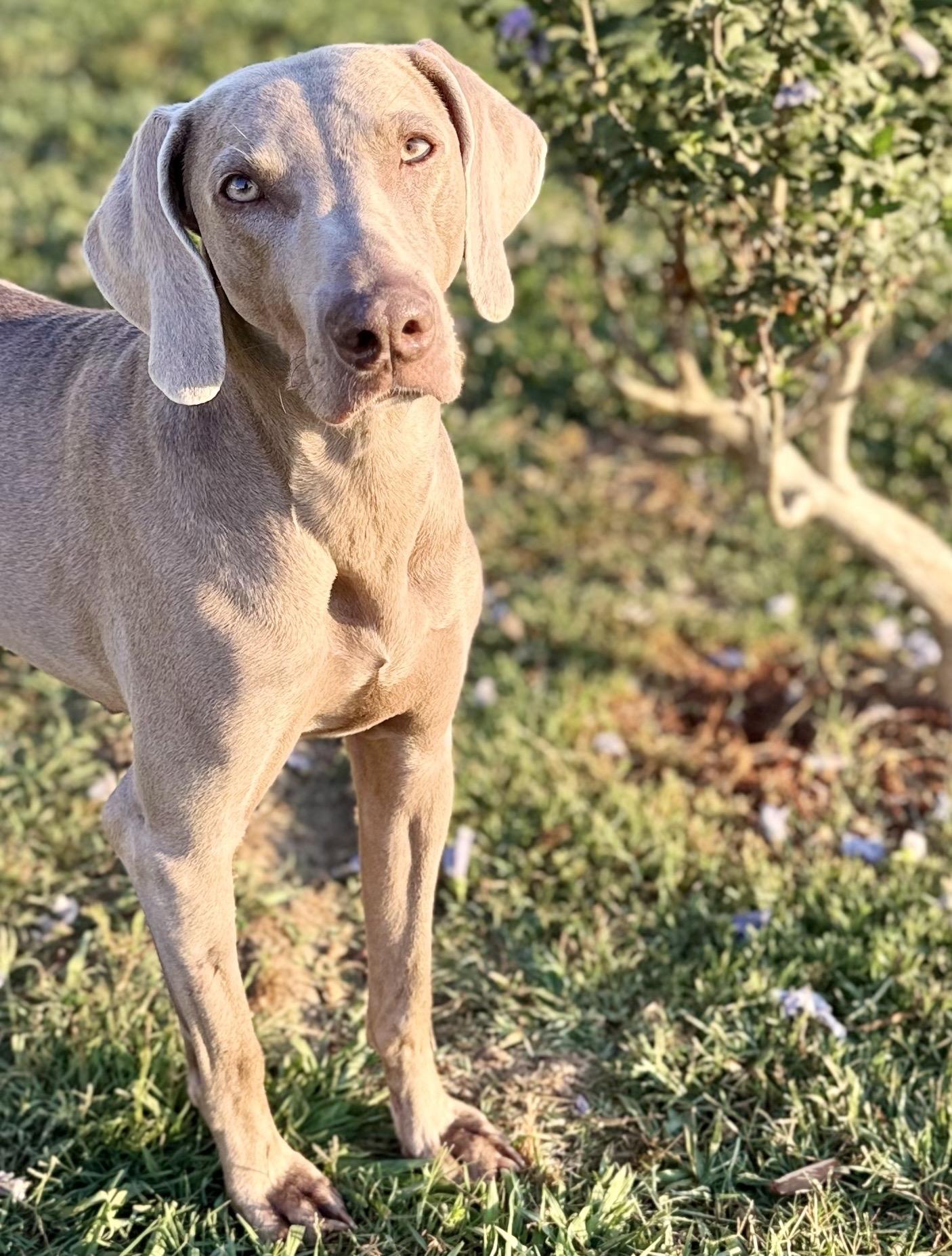 Enlarge Jolene 0526, a Adoptable Weimaraner in Monroe, NC image 3/3