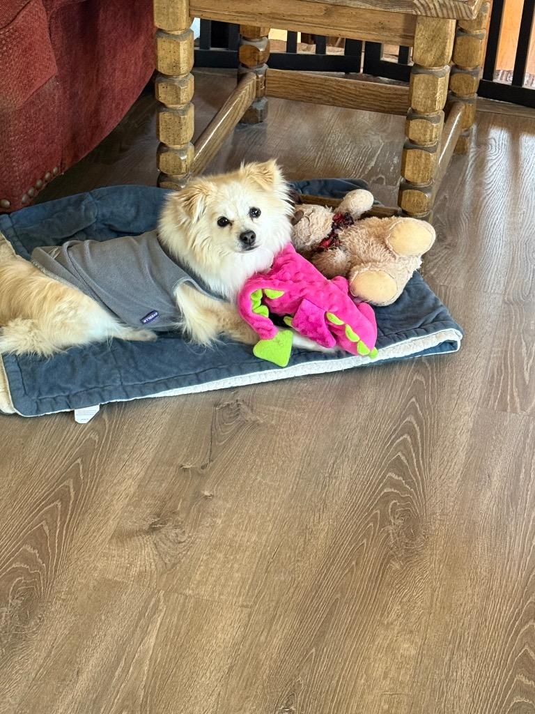 Noelle, Adoptable, Adult Female Pomeranian & Chihuahua.