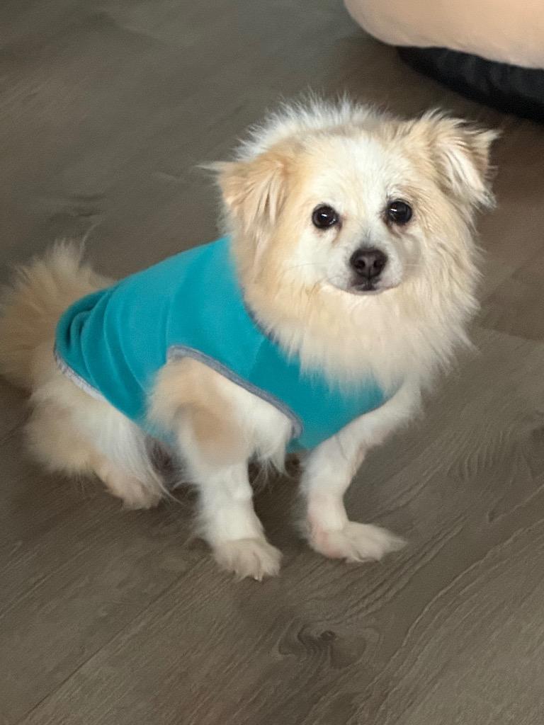 Noelle, a Adoptable mixed breed in Manhattan Beach, CA image 1/3