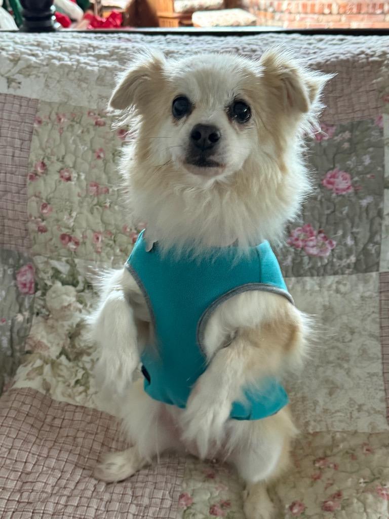 Noelle, a Adoptable mixed breed in Manhattan Beach, CA image 3/3