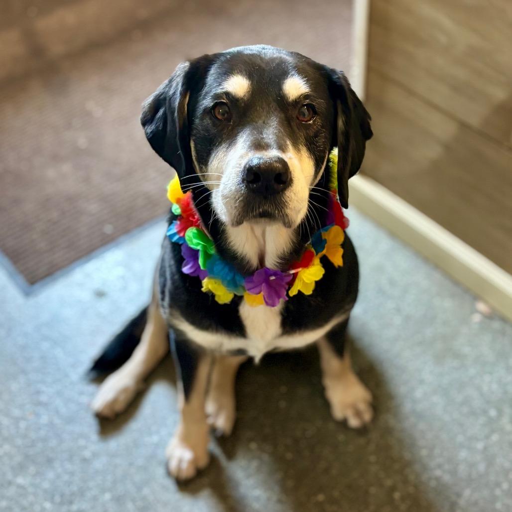 Enlarge Lucille, a Adoptable mixed breed in Metamora, MI image 1/6