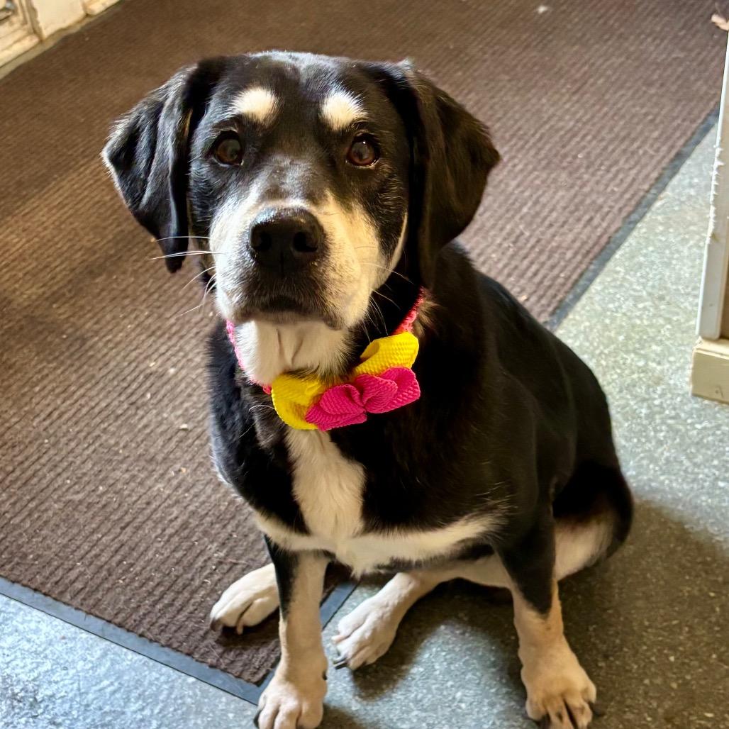 Enlarge Lucille, a Adoptable mixed breed in Metamora, MI image 2/6