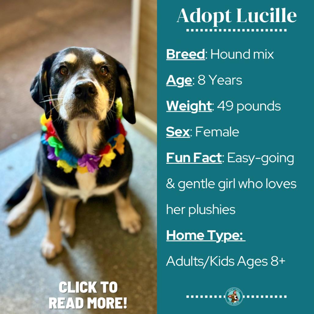 Enlarge Lucille, a Adoptable mixed breed in Metamora, MI image 5/6