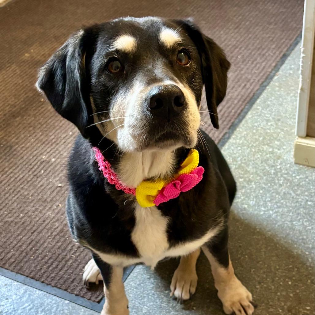 Enlarge Lucille, a Adoptable mixed breed in Metamora, MI image 6/6
