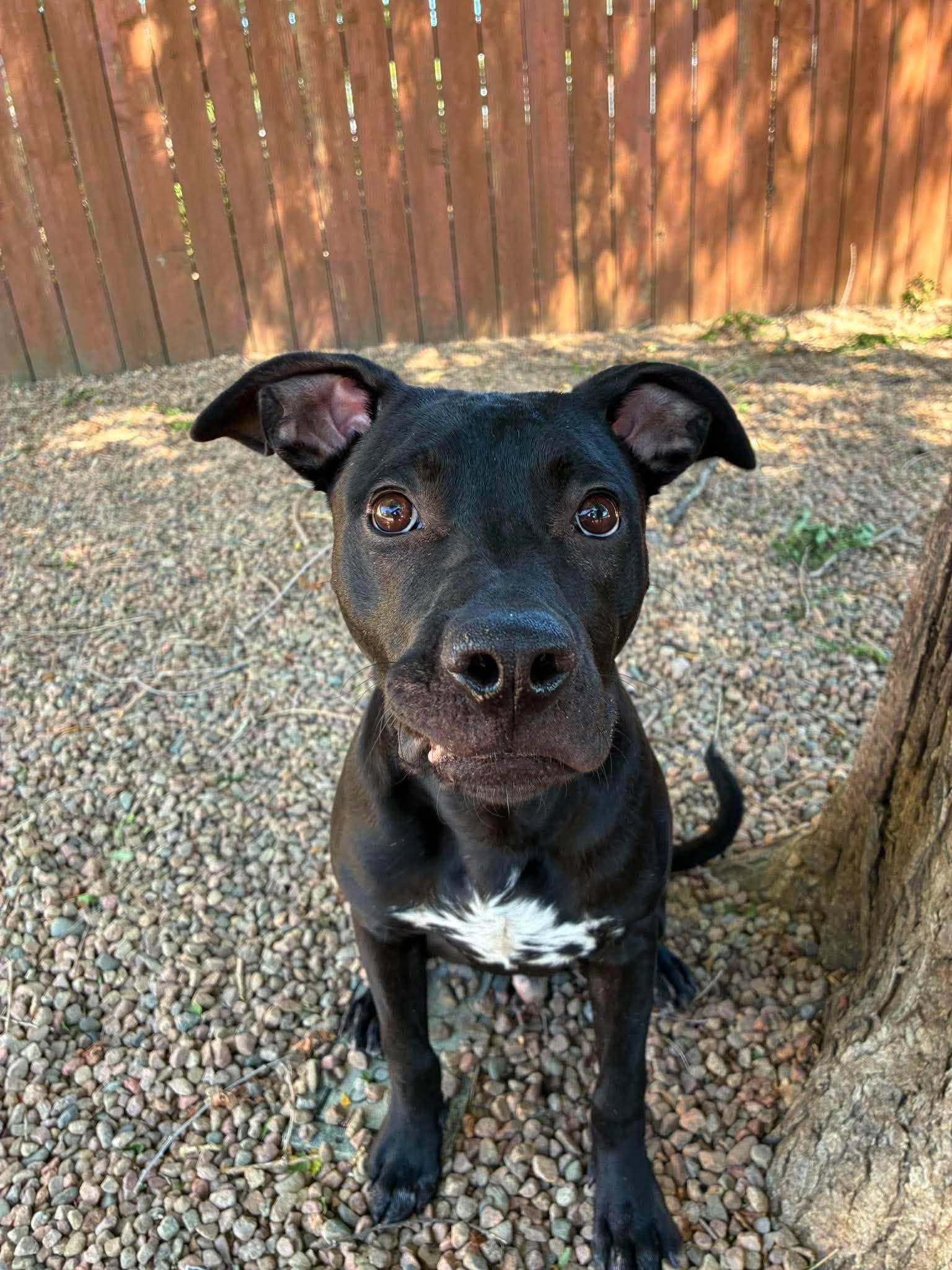 Enlarge Denver, a ADOPTABLE Mixed Breed in Canon City, CO image 4/4
