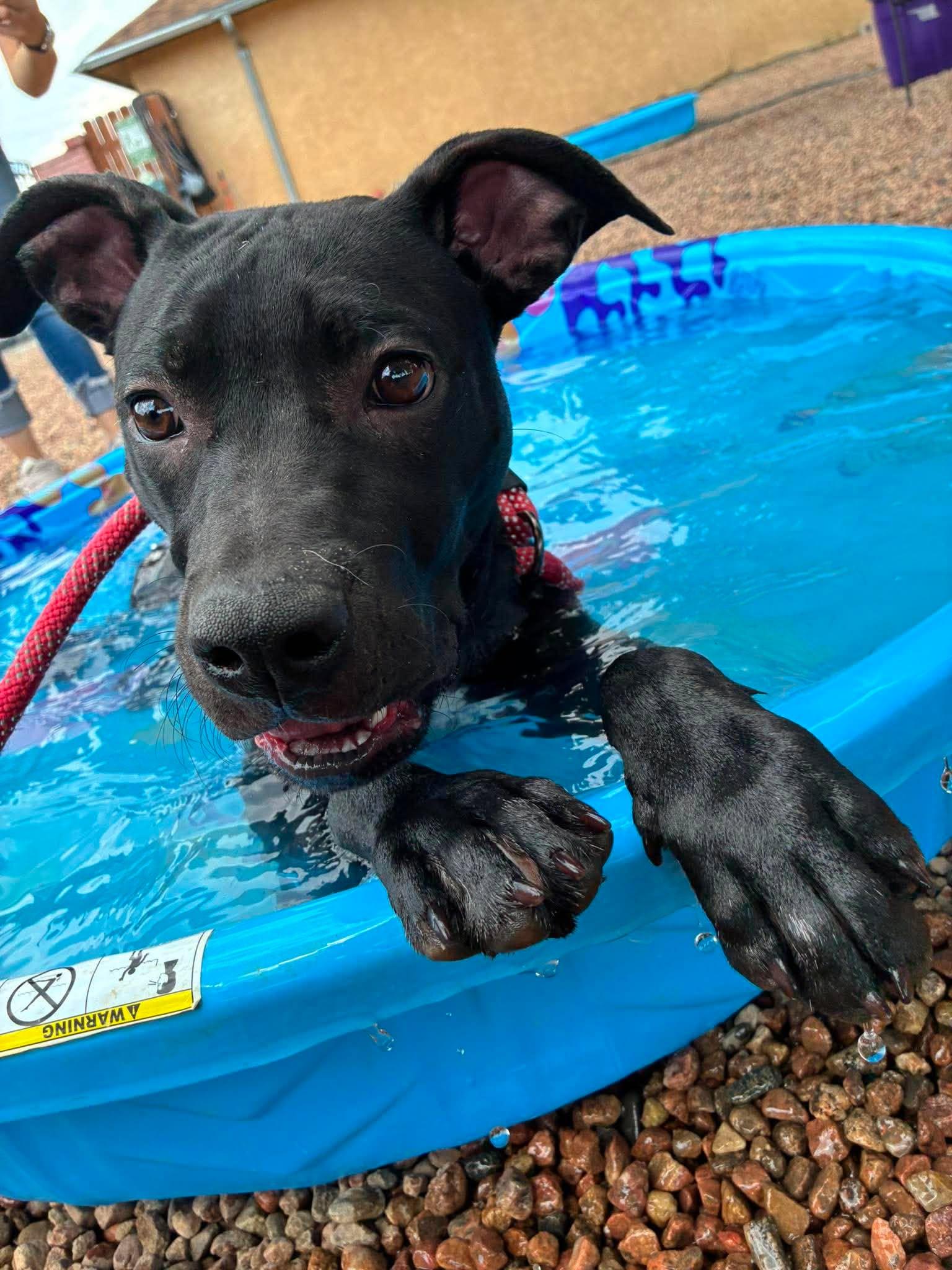 Denver, ADOPTABLE, Puppy Male Mixed Breed.
