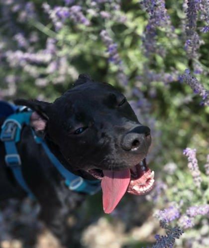Enlarge Denver, a ADOPTABLE Mixed Breed in Canon City, CO image 3/4