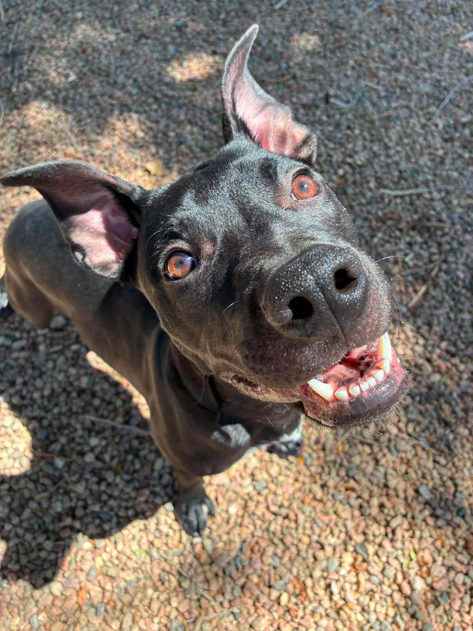 Enlarge Denver, a ADOPTABLE Mixed Breed in Canon City, CO image 2/4
