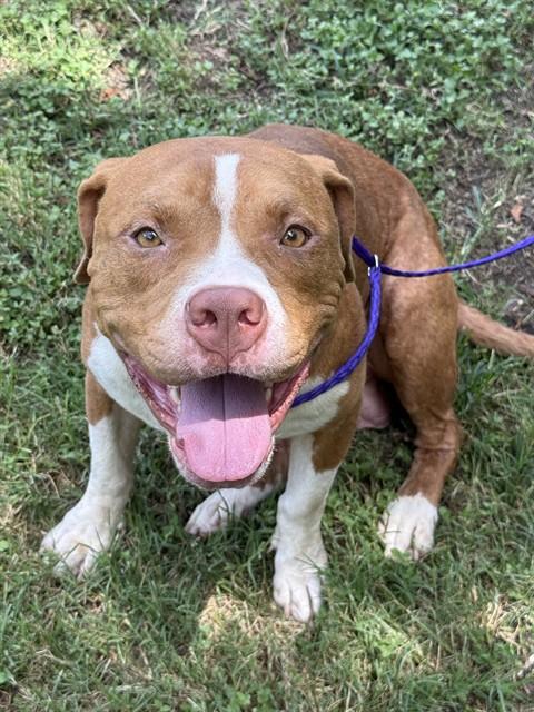 BEAN, Adoptable, Adult Male Pit Bull Terrier.