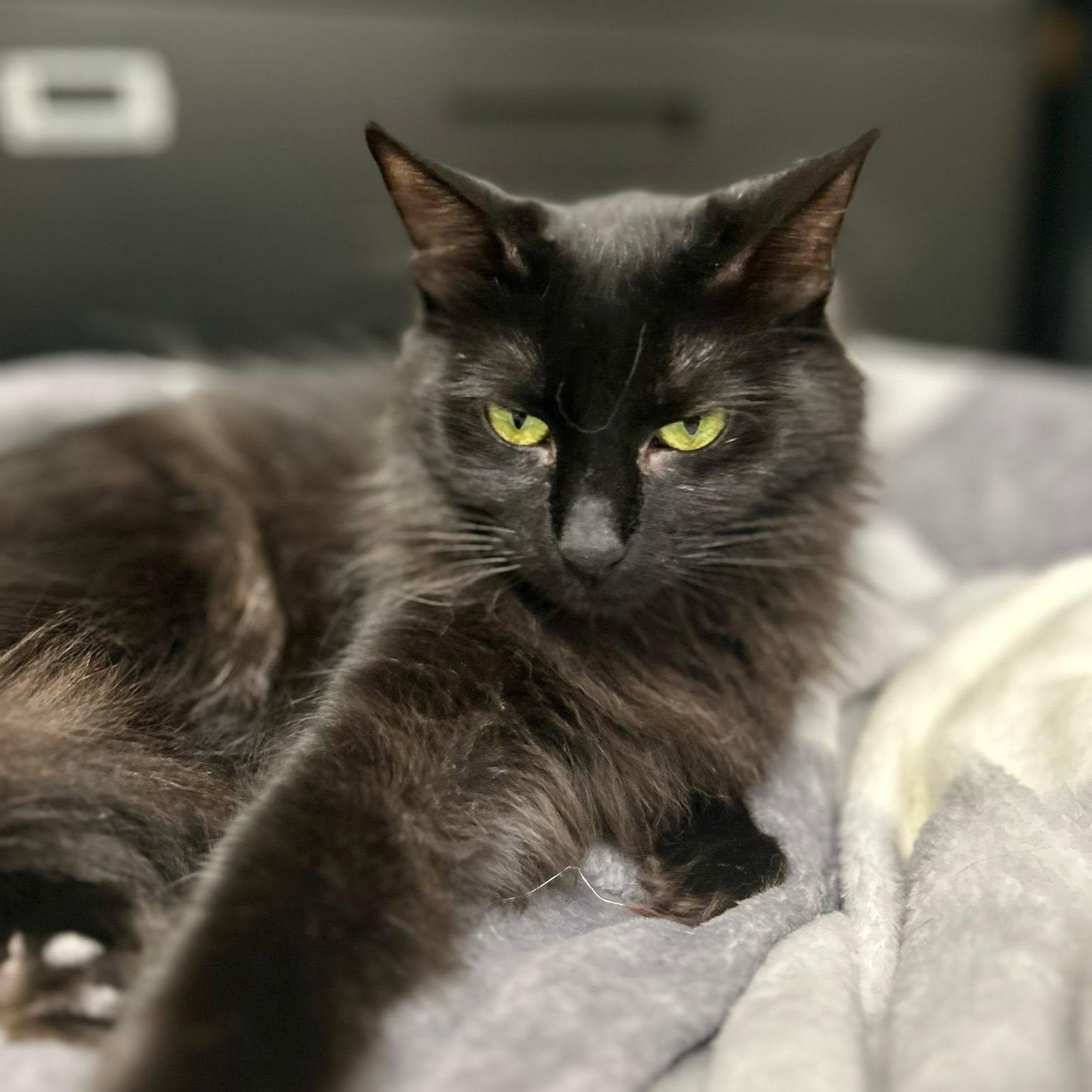 Bebe, a ADOPTABLE Domestic Long Hair in Santa Monica, CA image 2/4