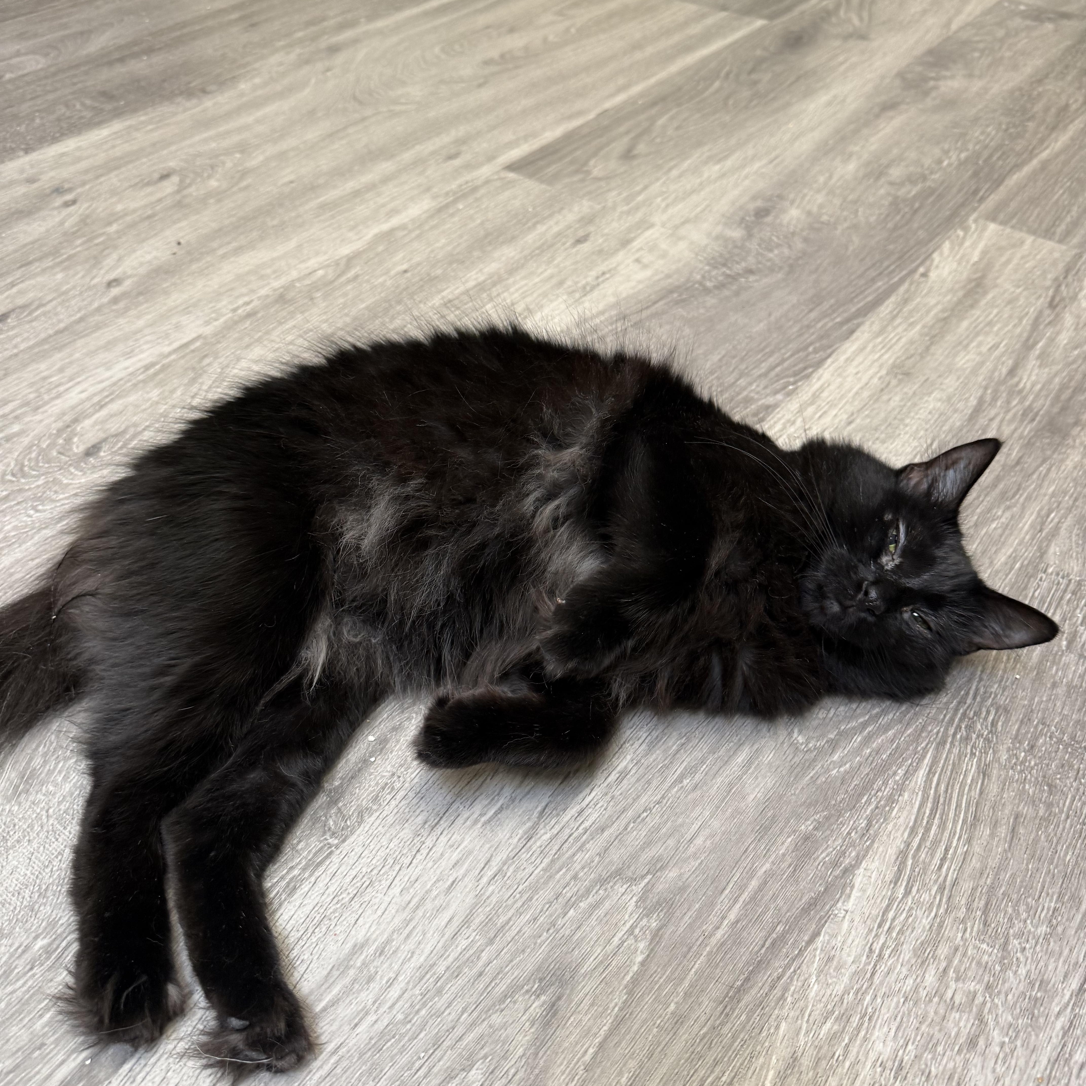 Bebe, a ADOPTABLE Domestic Long Hair in Santa Monica, CA image 3/4