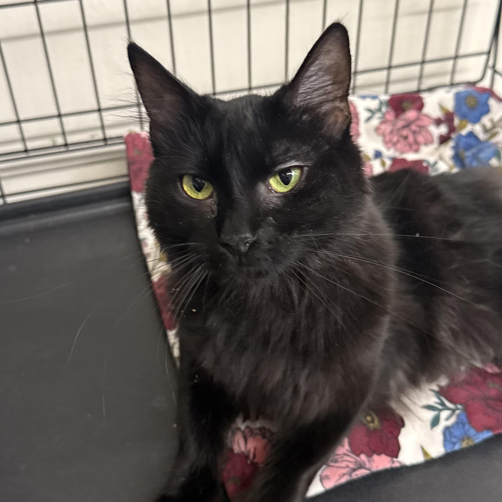 Bebe, ADOPTABLE, Adult Female Domestic Long Hair.
