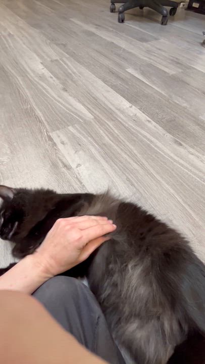 Enlarge Bebe, a ADOPTABLE Domestic Long Hair in Santa Monica, CA video 4/4