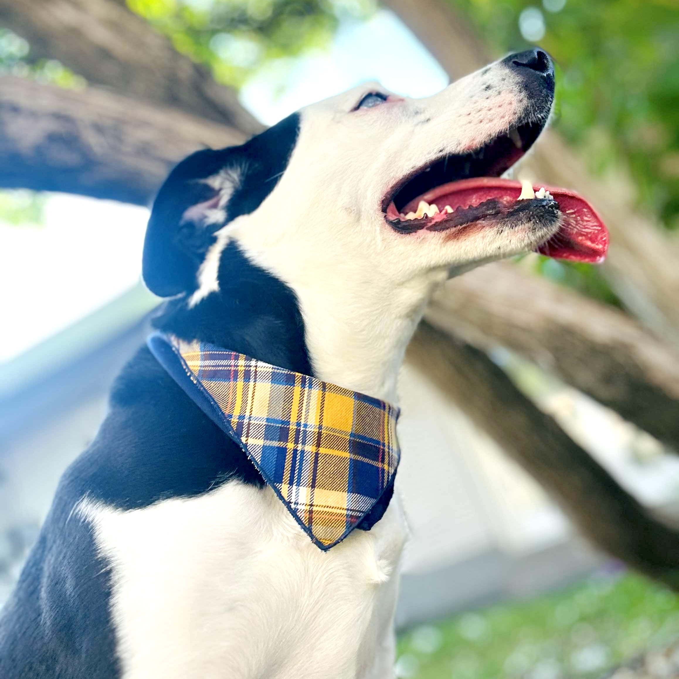 Enlarge Birdie, a Adoptable mixed breed in Tacoma, WA image 3/6