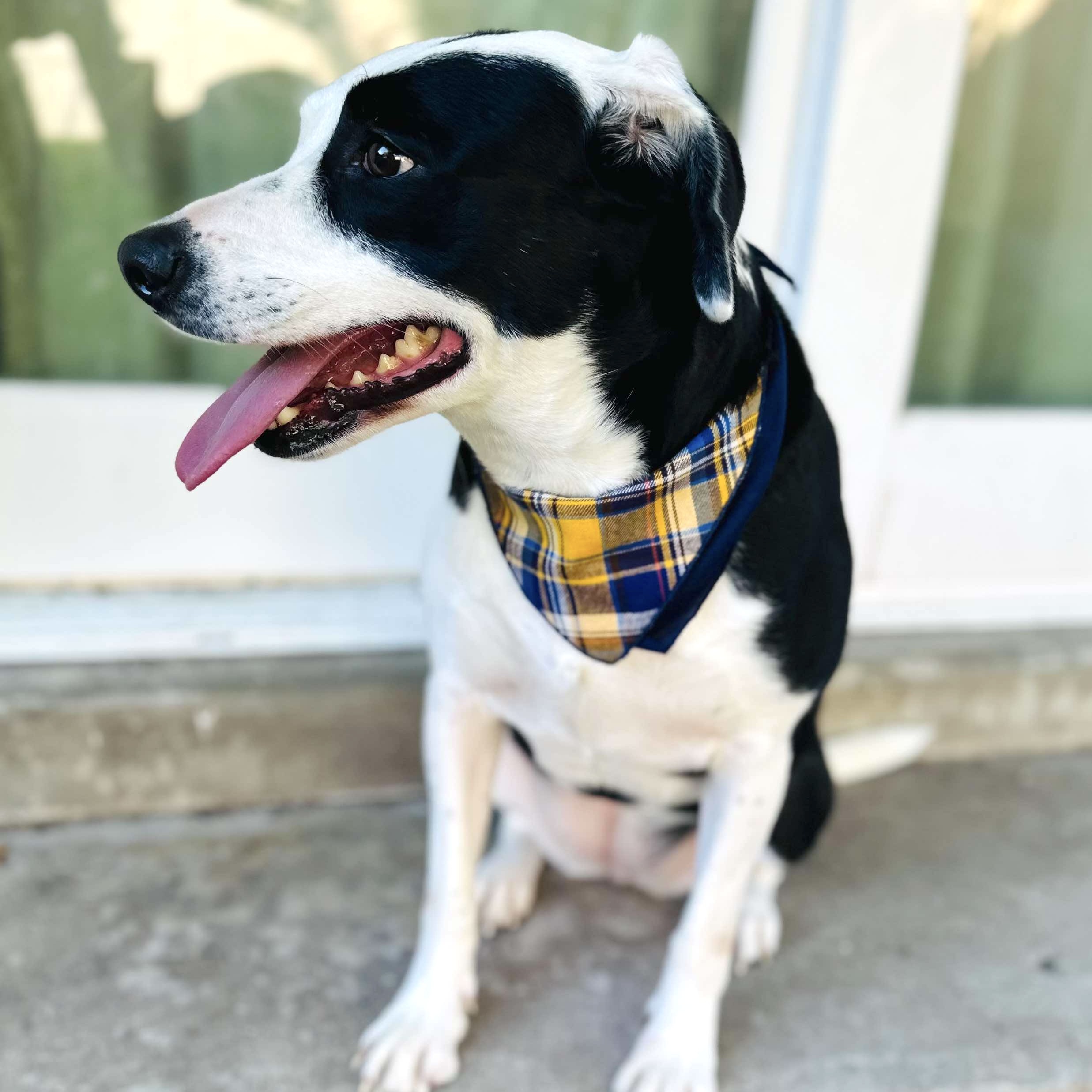 Enlarge Birdie, a Adoptable mixed breed in Tacoma, WA image 1/6