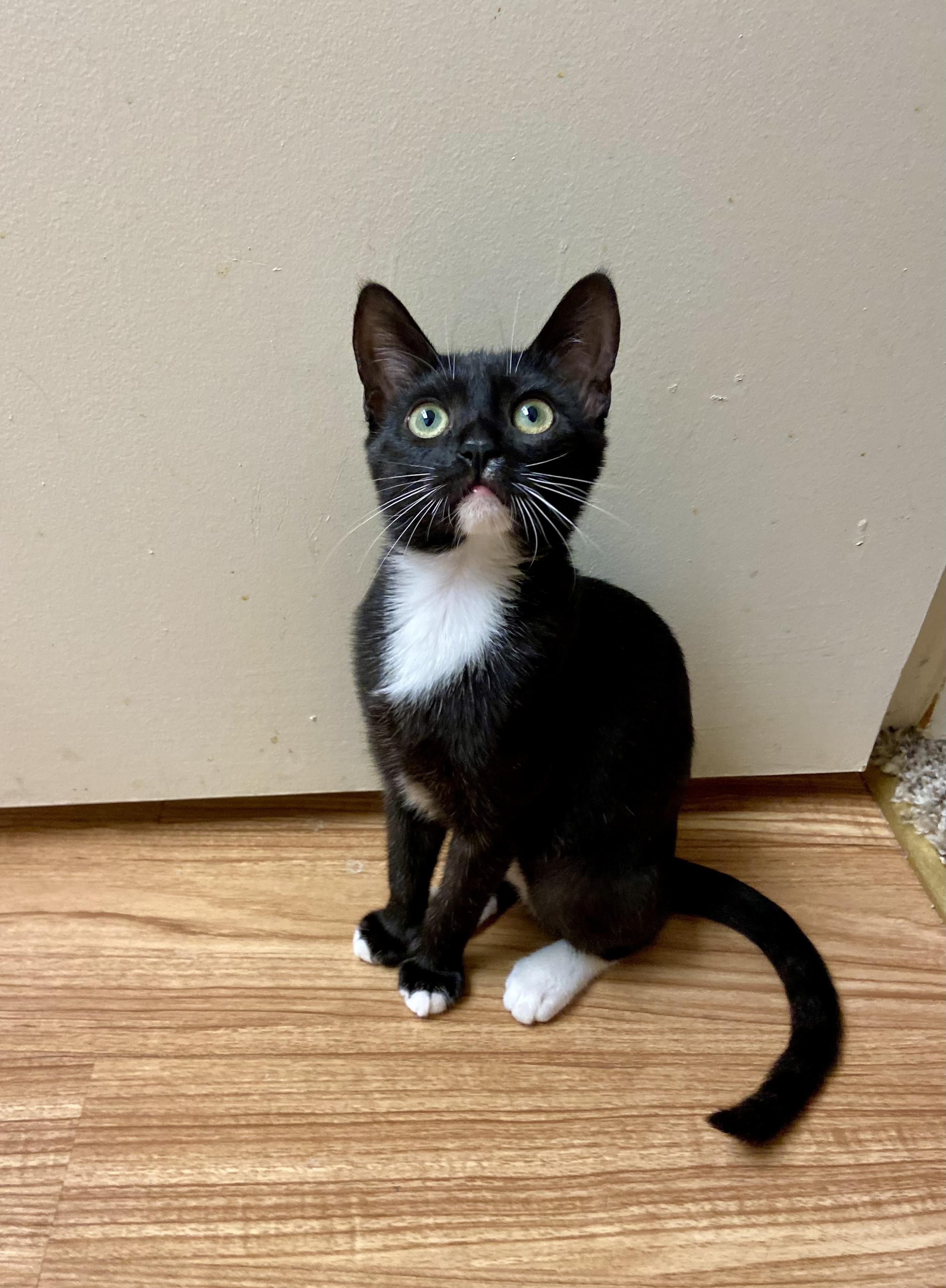 Bonita, an adopted mixed breed in Mission Viejo, CA image 1/6