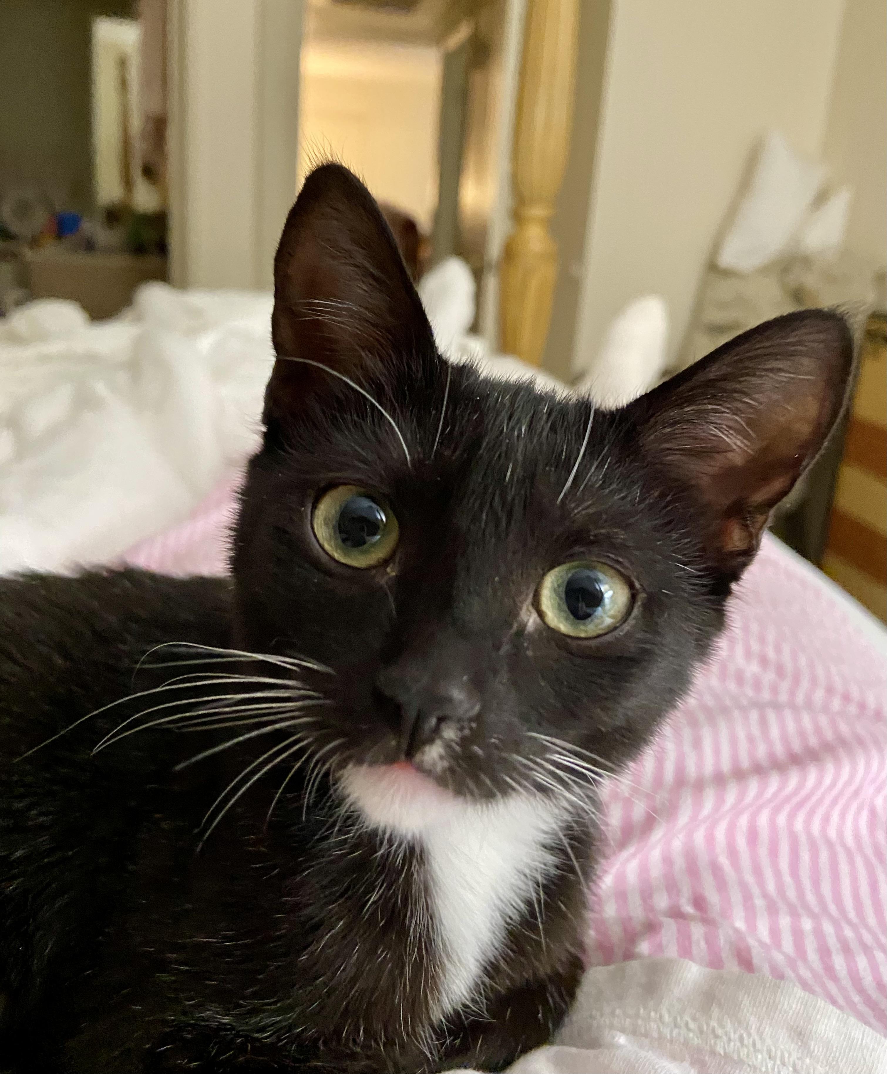 Bonita, an adopted mixed breed in Mission Viejo, CA image 2/6