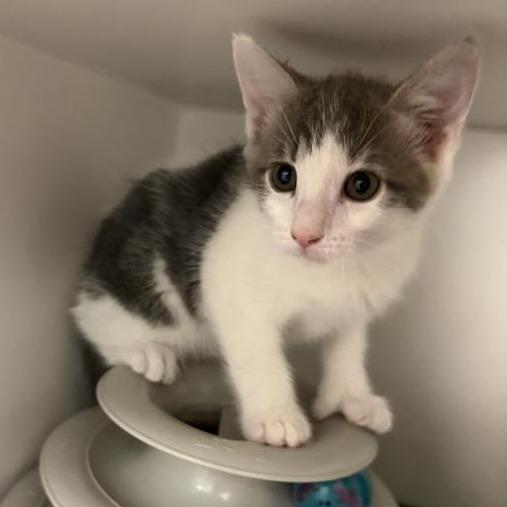 Pierce Pocket, Adoptable, Kitten Male Domestic Short Hair.