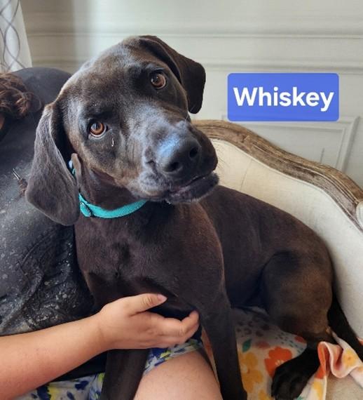 Whiskey