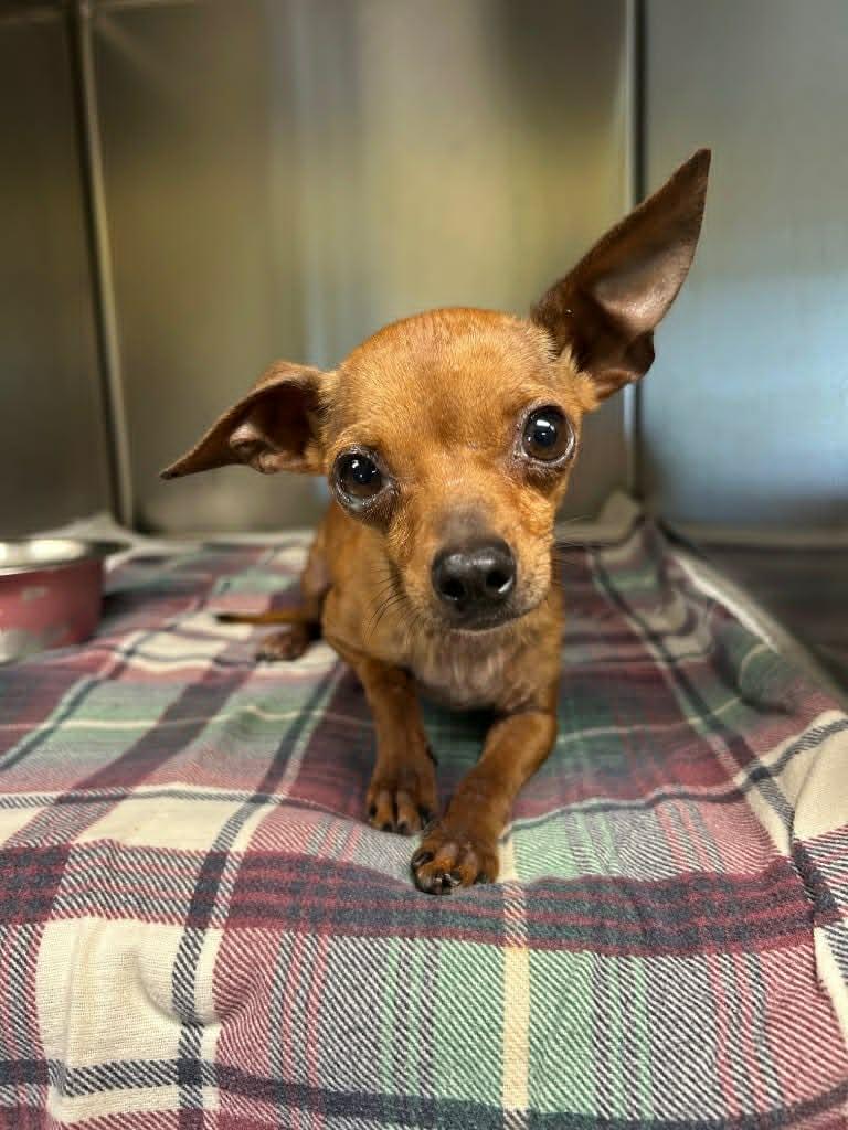 Artie, an adopted Chihuahua in Knoxville, TN image 5/6