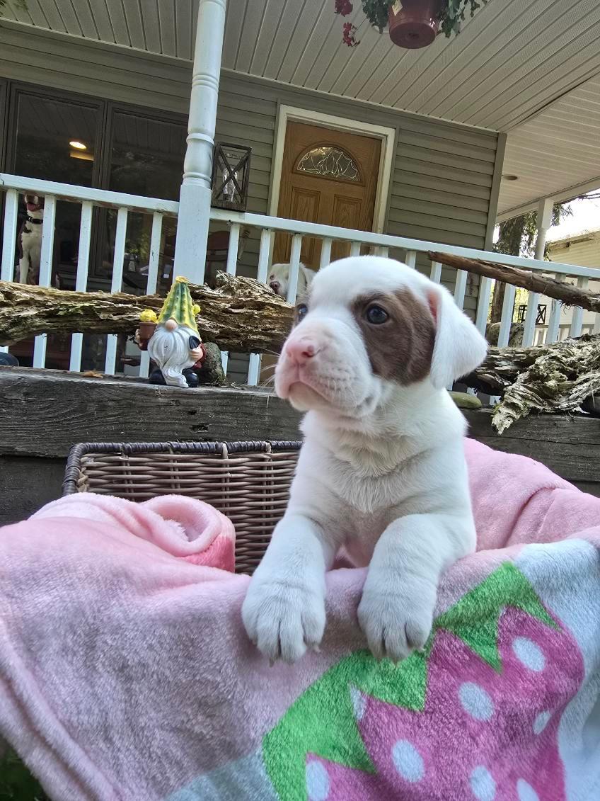 Elwood, Adopted, Puppy Female American Bulldog.