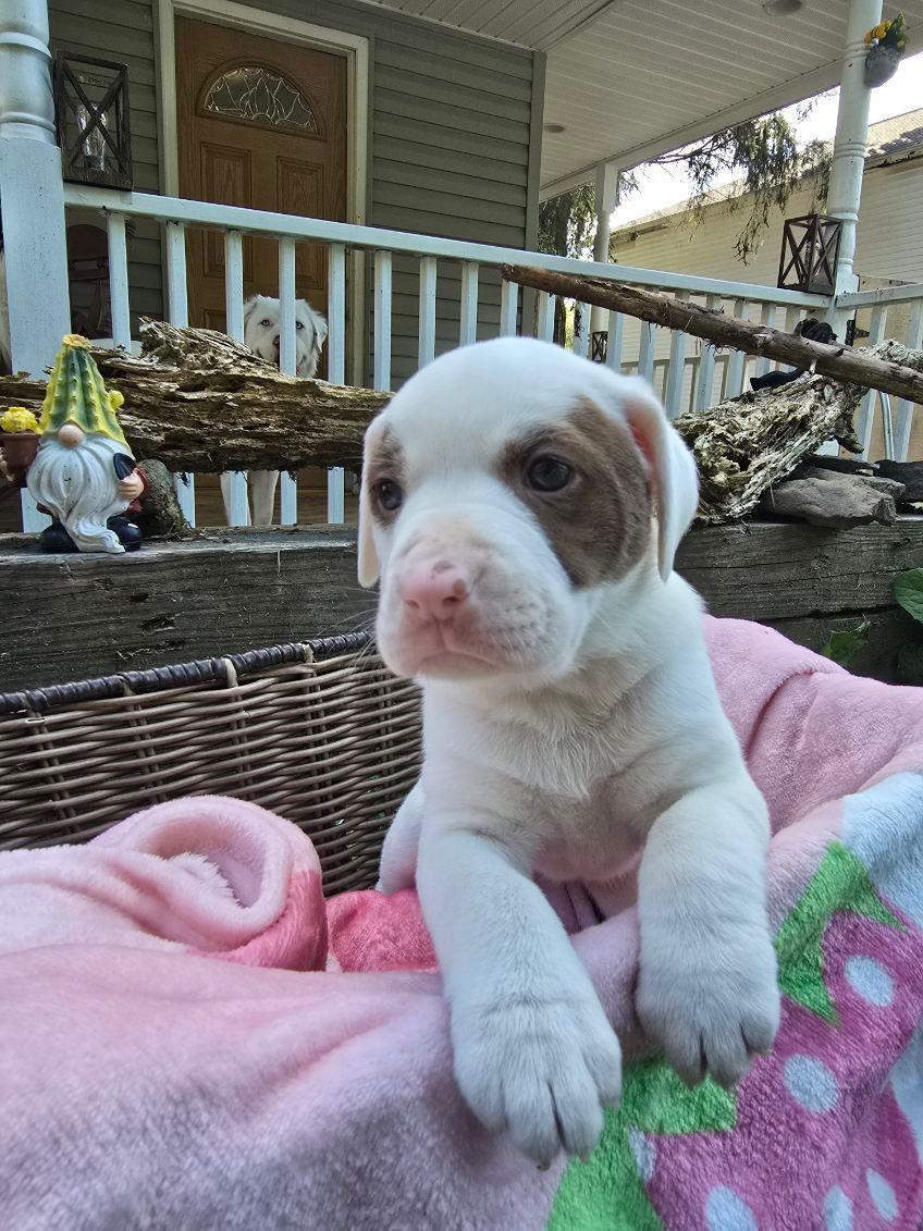 Enlarge Elwood, a Adopted mixed breed in Jeffersonville, NY image 4/4