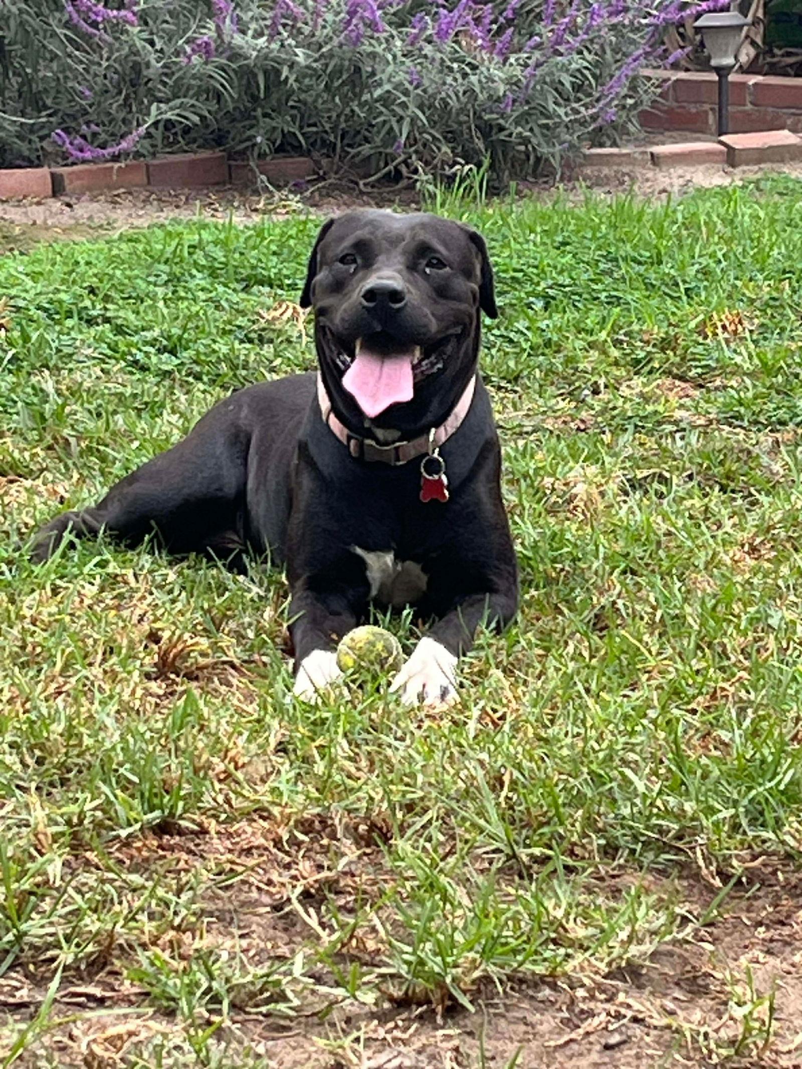 Birch aka Gracie, Adoptable, Adult Female Labrador Retriever.