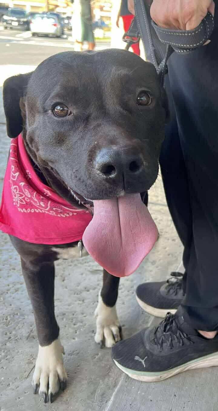 Birch aka Gracie, a Adoptable Labrador Retriever in San Diego, CA image 2/3