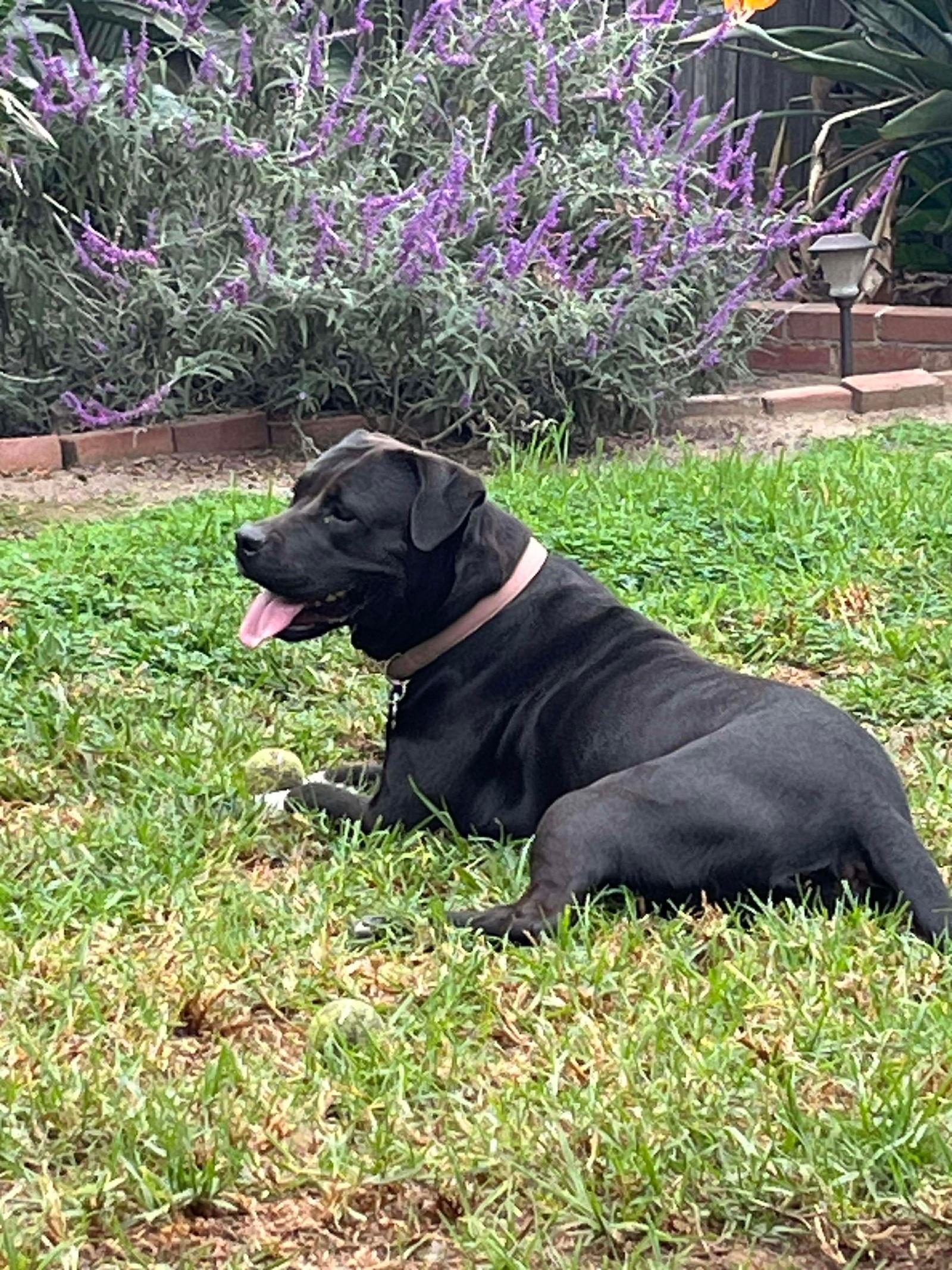 Birch aka Gracie, a Adoptable Labrador Retriever in San Diego, CA image 3/3