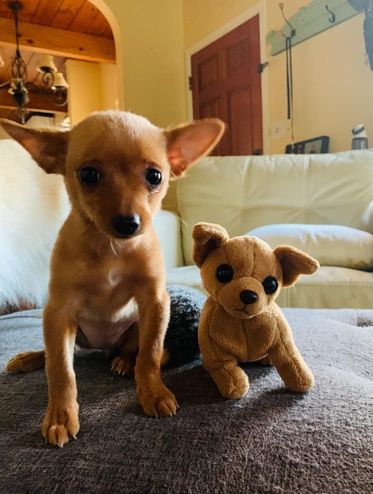 Enlarge Cedella, a Adopted mixed breed in Windsor, CA image 1/3