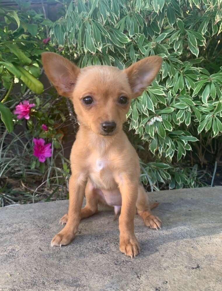 Enlarge Cedella, a Adopted mixed breed in Windsor, CA image 2/3