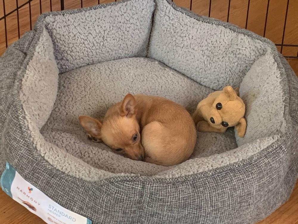 Enlarge Cedella, a Adopted mixed breed in Windsor, CA image 3/3