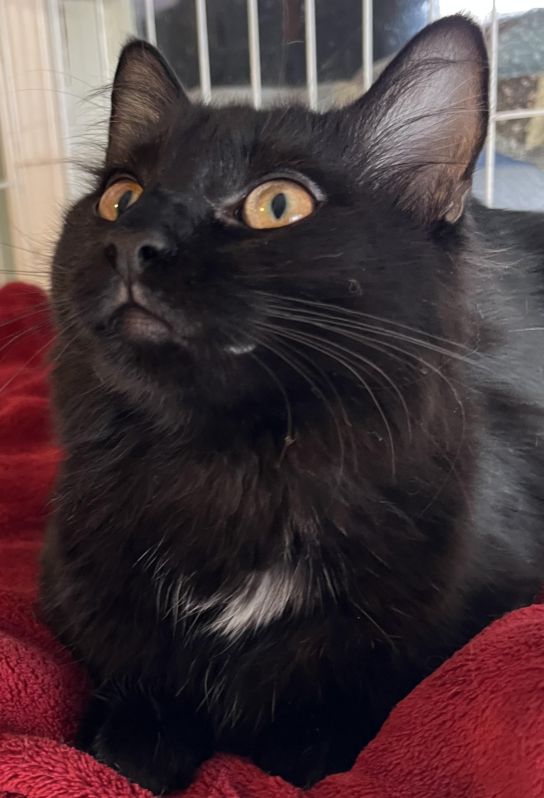 Hannah Banana, a Adoptable Domestic Long Hair in Moline, IL image 1/5