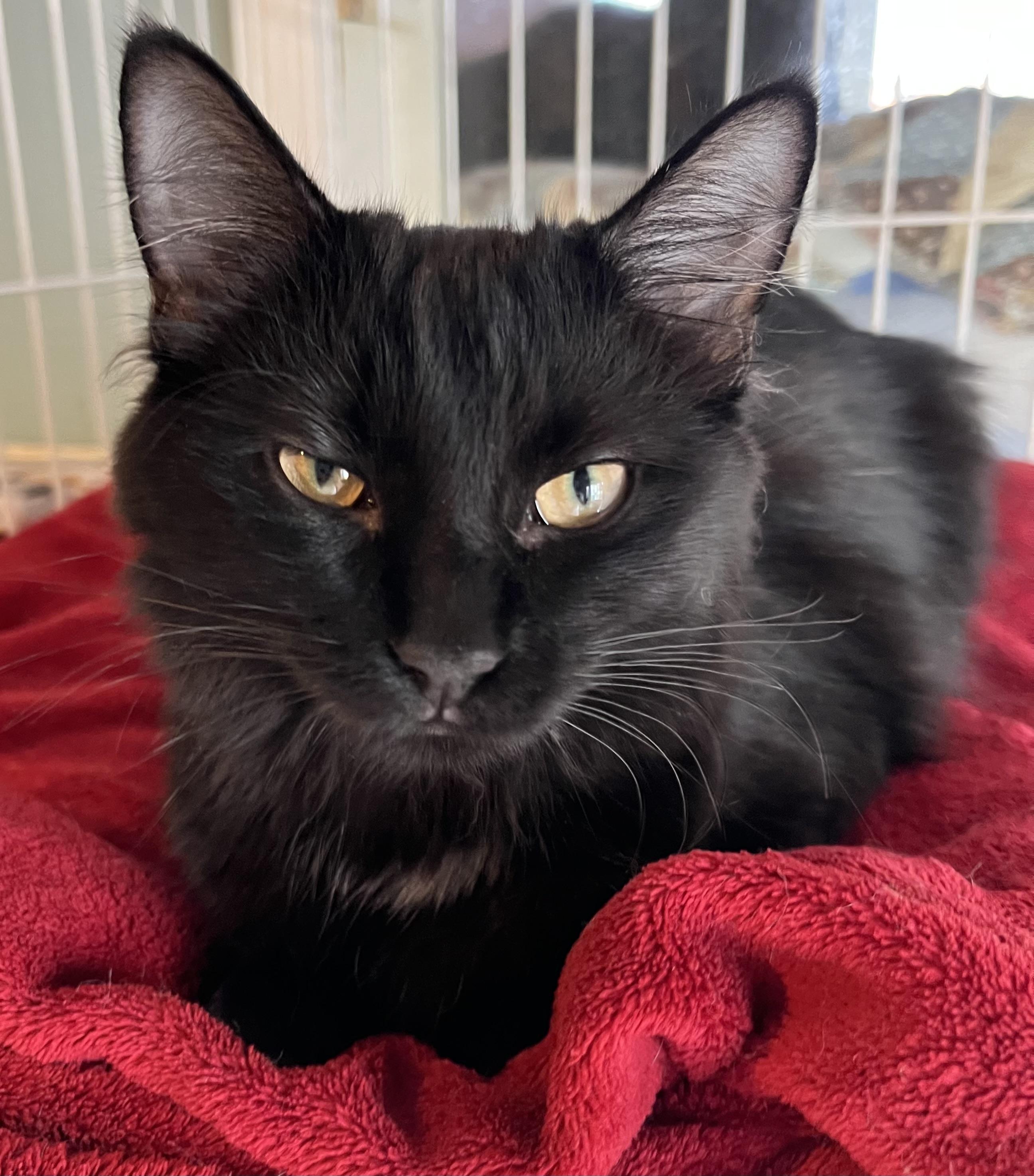 Hannah Banana, Adoptable, Young Female Domestic Long Hair.