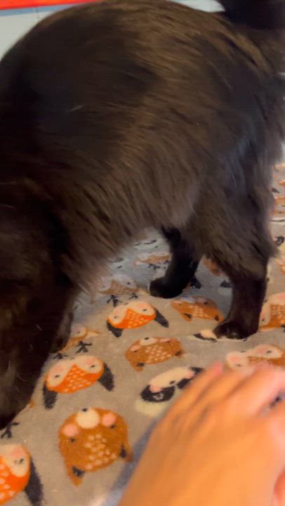 Enlarge Hannah Banana, a Adoptable Domestic Long Hair in Moline, IL video 5/5