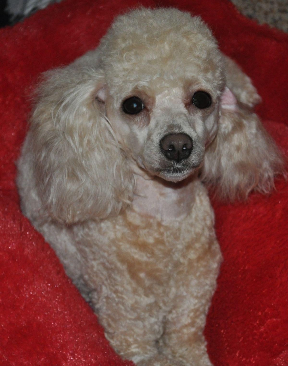 LIZZY, Adopted, Young Female Poodle.