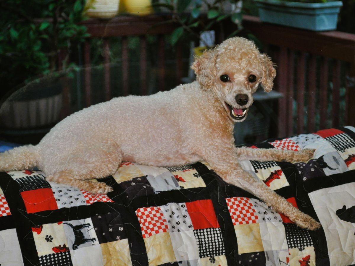 Enlarge LIZZY, a Adopted Poodle in Elk River, MN image 3/6
