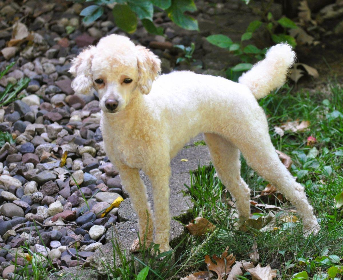 Enlarge LIZZY, a Adopted Poodle in Elk River, MN image 2/6