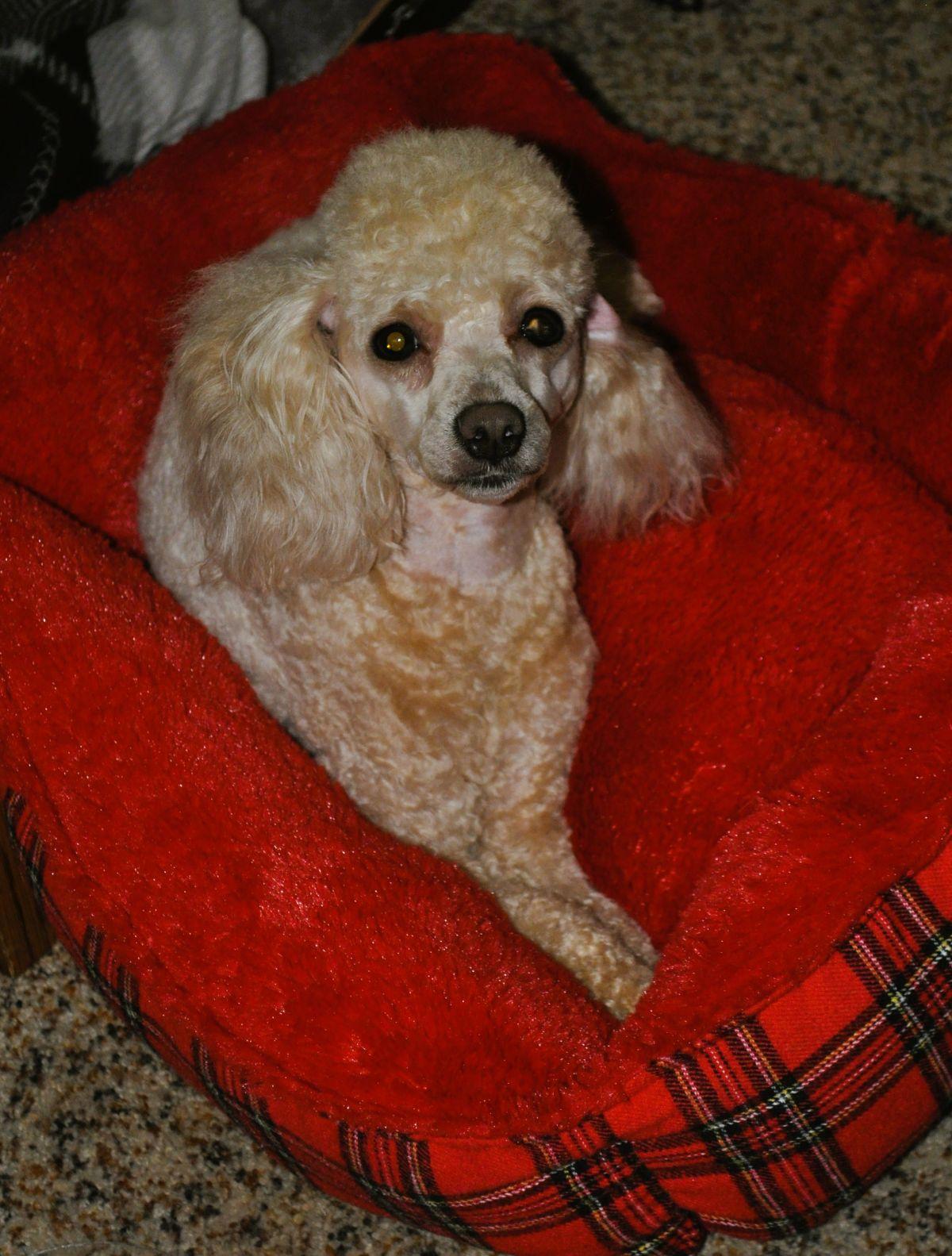 Enlarge LIZZY, a Adopted Poodle in Elk River, MN image 4/6