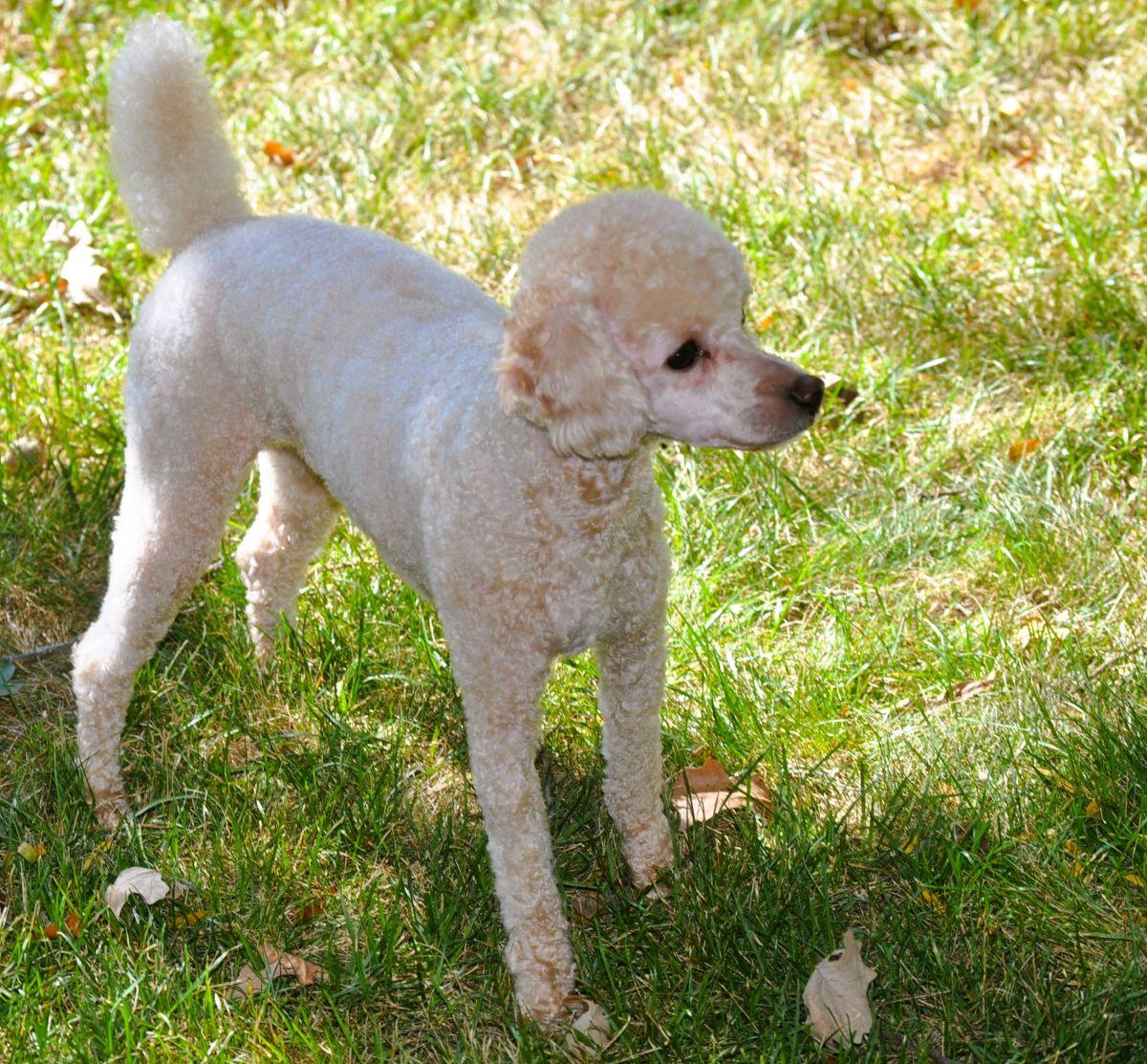 Enlarge LIZZY, a Adopted Poodle in Elk River, MN image 5/6