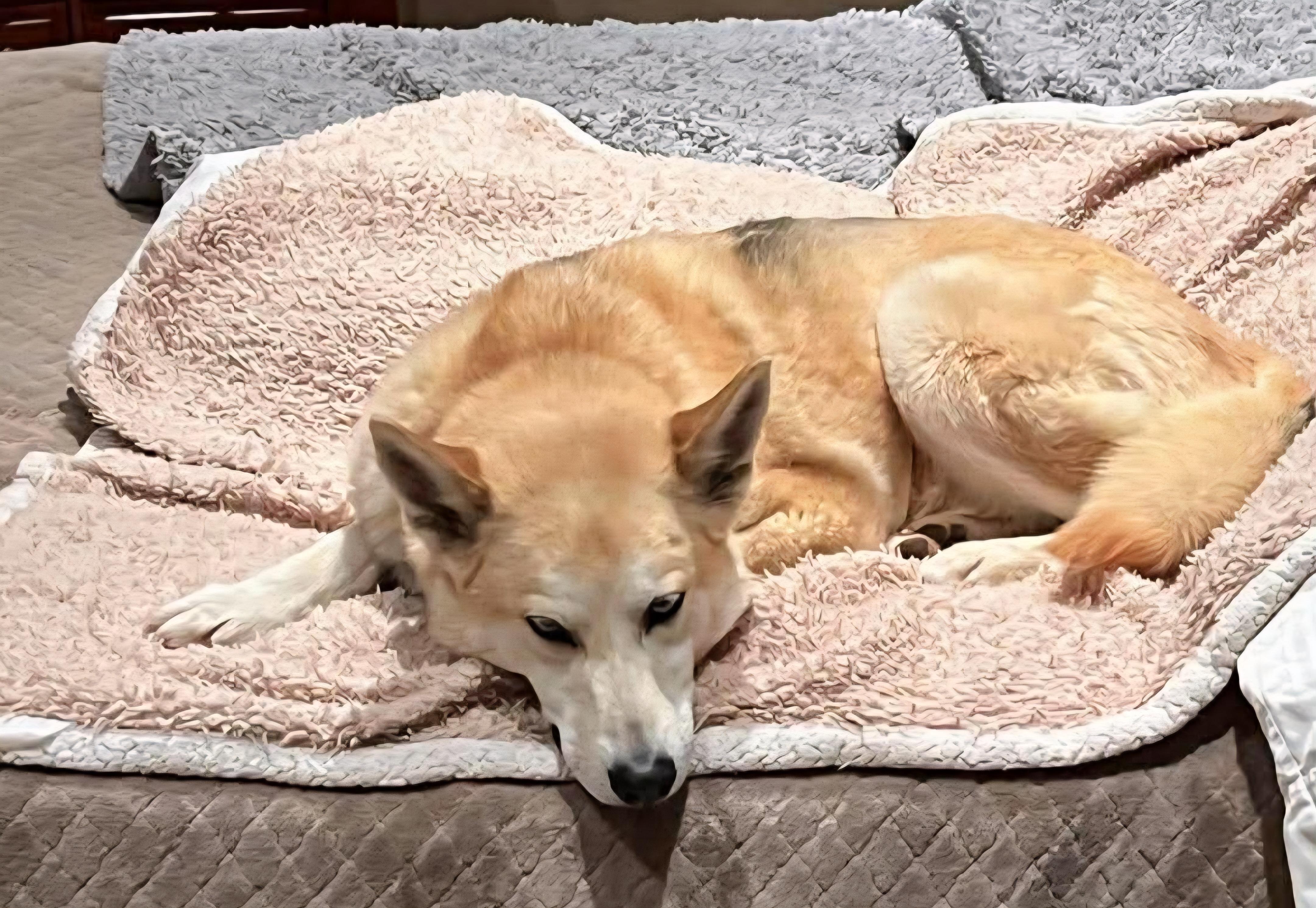 Enlarge Cody, an adoptable mixed breed in Tacoma, WA image 5/5
